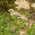 Eurasian Thick-knee